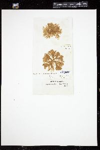 Ectocarpus lutosus image