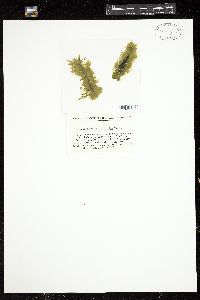 Ectocarpus tomentosoides image