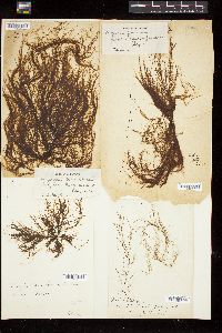 Dictyosiphon foeniculaceus image