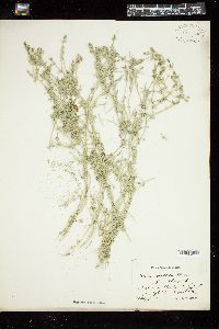 Chara vulgaris var. papillata image