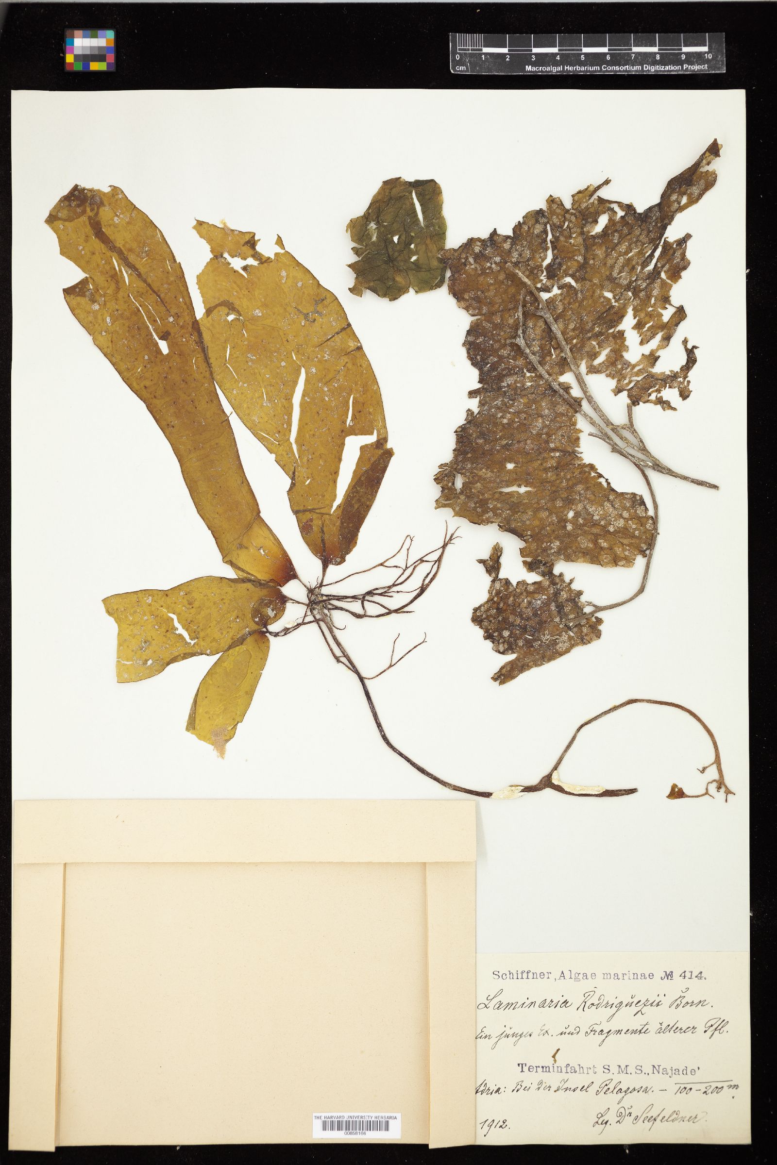 Laminaria rodriguezii image