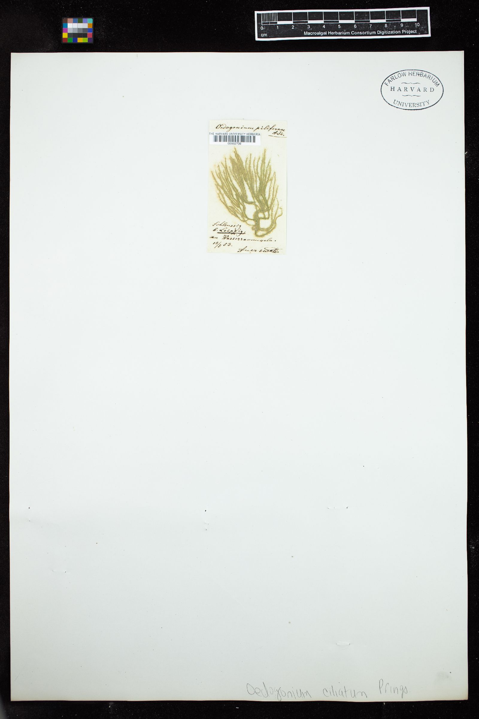 Oedogonium ciliatum image
