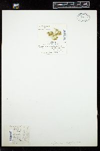 Oedogonium cryptoporum image