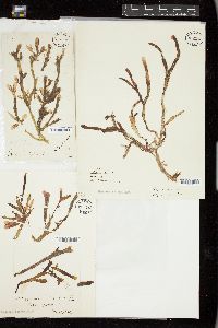 Rhodymenia ligulata image