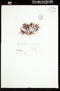 Fimbrifolium dichotomum image