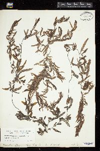 Image of Sargassum aemulum