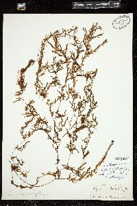 Sargassum carpophyllum image