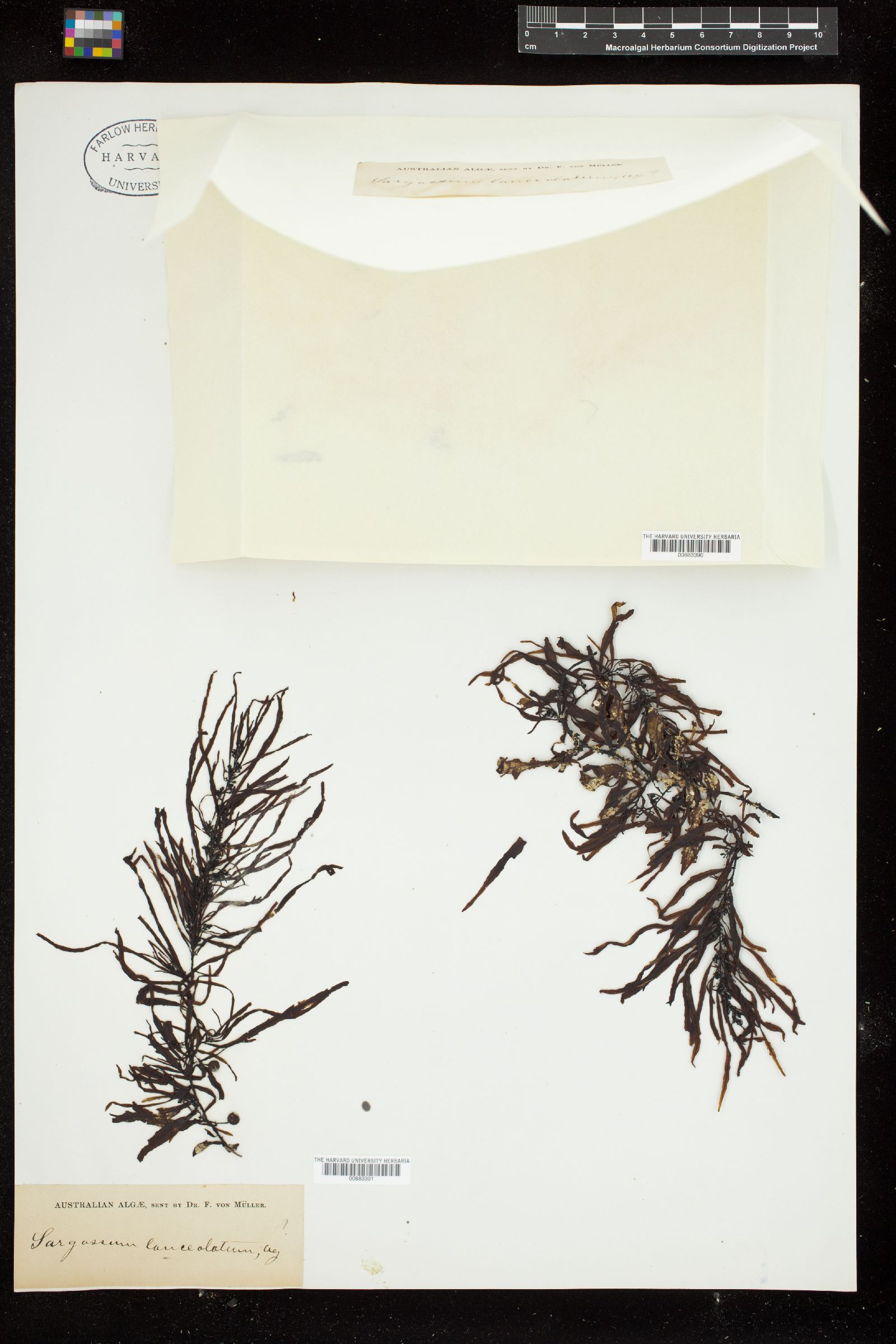 Sargassum lanceolatum image