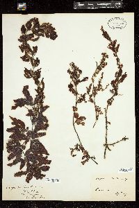 Sargassum latifolium image