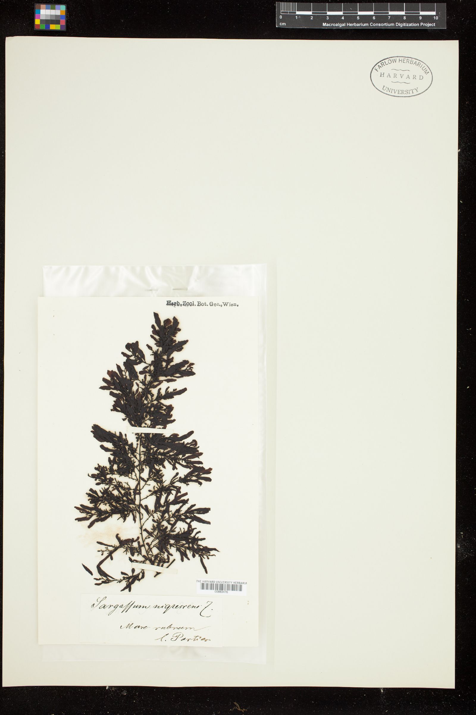 Sargassum nigrescens image