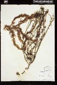 Sargassum palmeri image