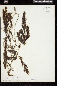 Sargassum palmeri image