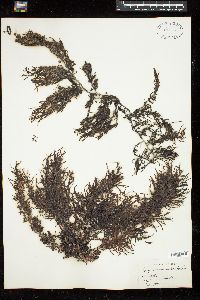 Sargassum salicifolium image