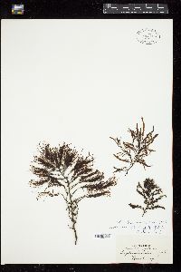 Sargassum tristichum image