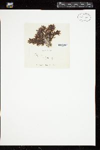 Sargassum vulgare image
