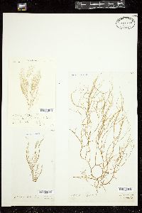 Stilopsis lejolisii image