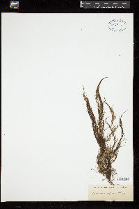 Sporochnus radiciformis image