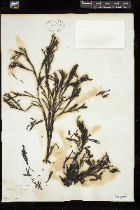 Xiphophora chondrophylla image