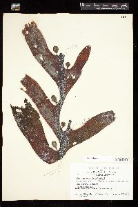 Cystosphaera jacquinotii image