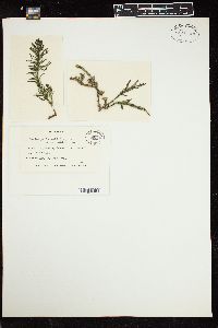 Caulerpa brownii image