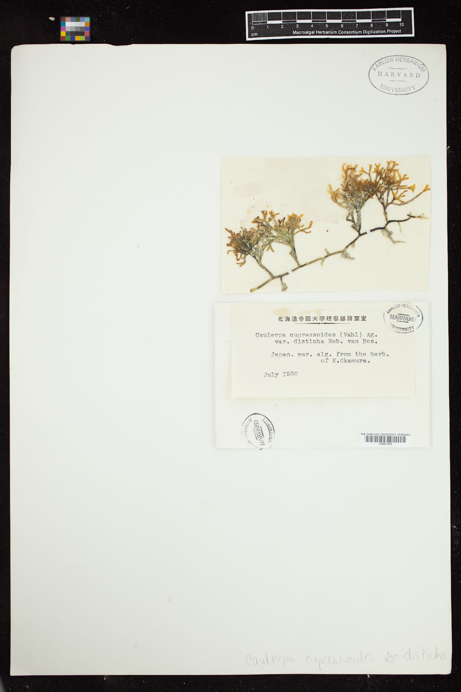 Caulerpa cupressoides f. disticha image