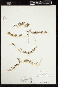 Caulerpa sertularioides image