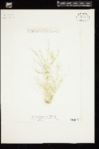 Cladophora glomerata image