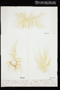 Cladophora rudolphiana image