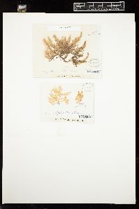 Wrangelia plumosa image