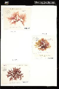 Apoglossum spathulatum image