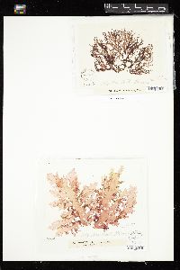 Rhodophyllis membranacea image