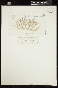 Codium papillatum image