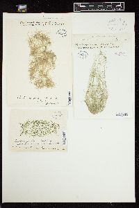 Chaetomorpha linum image