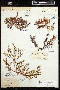 Phyllophora crispa image