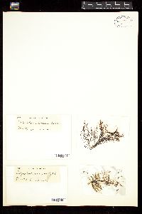Polysiphonia anisogona image