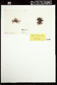 Polysiphonia ferulacea image