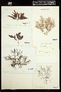 Polysiphonia fruticulosa image