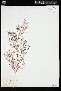 Gelidium asperum image