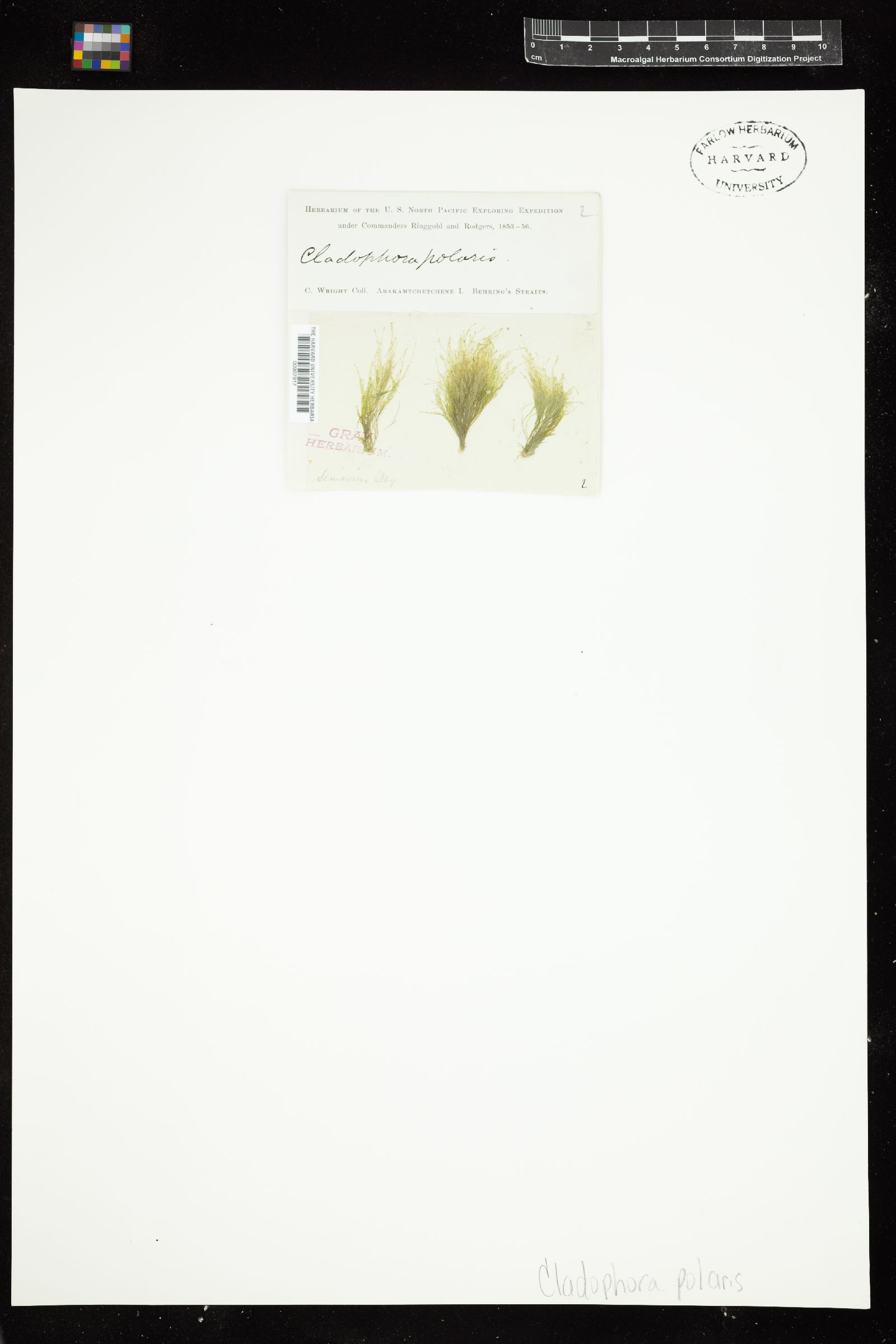 Cladophora polaris image