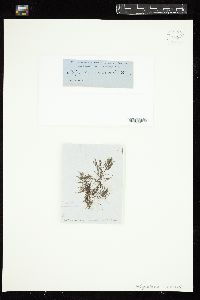 Polysiphonia morrowii image