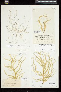 Eudesme virescens image