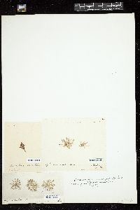 Halopteris filicina var. patentissima image