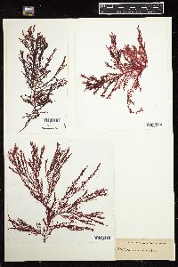Euptilota articulata image