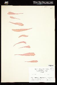Palmaria decipiens image