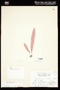 Paraglossum lancifolium image