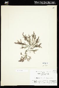 Picconiella plumosa image