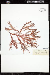 Sarcomenia delesserioides image