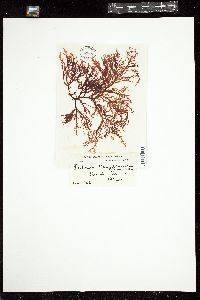 Ptilonia magellanica image
