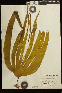 Laminaria digitata image