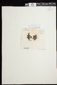 Polysiphonia decipiens image